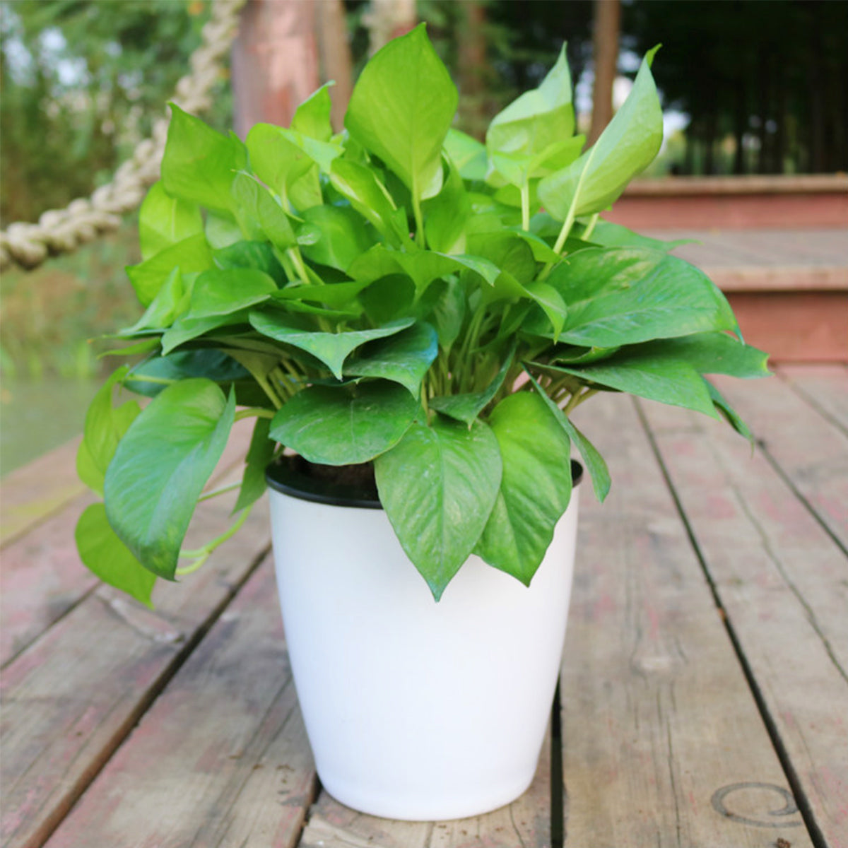 6-Piece Self-Watering Plant Pots with Cotton Wick – 4.7" Decorative Garden Planters