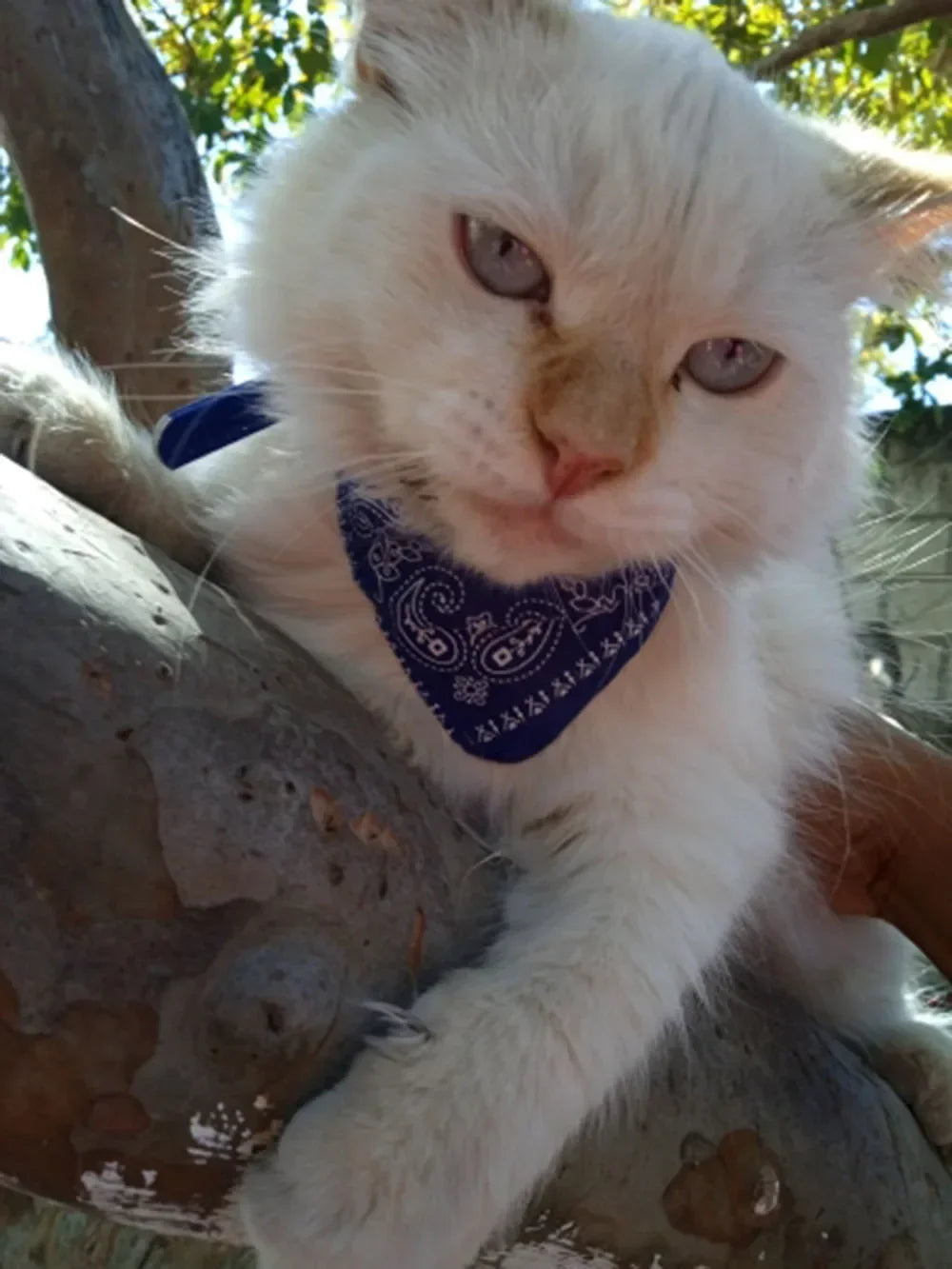Cute Printed Pet Bandana Collar – Adjustable Triangle Scarf for Kittens & Small Dogs