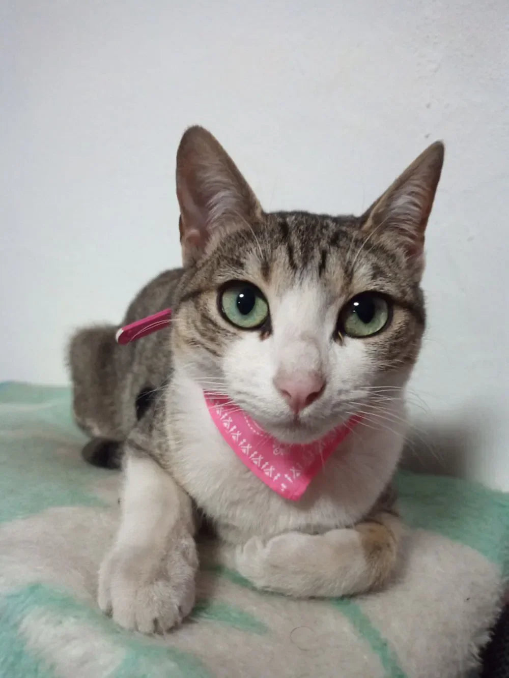 Cute Printed Pet Bandana Collar – Adjustable Triangle Scarf for Kittens & Small Dogs