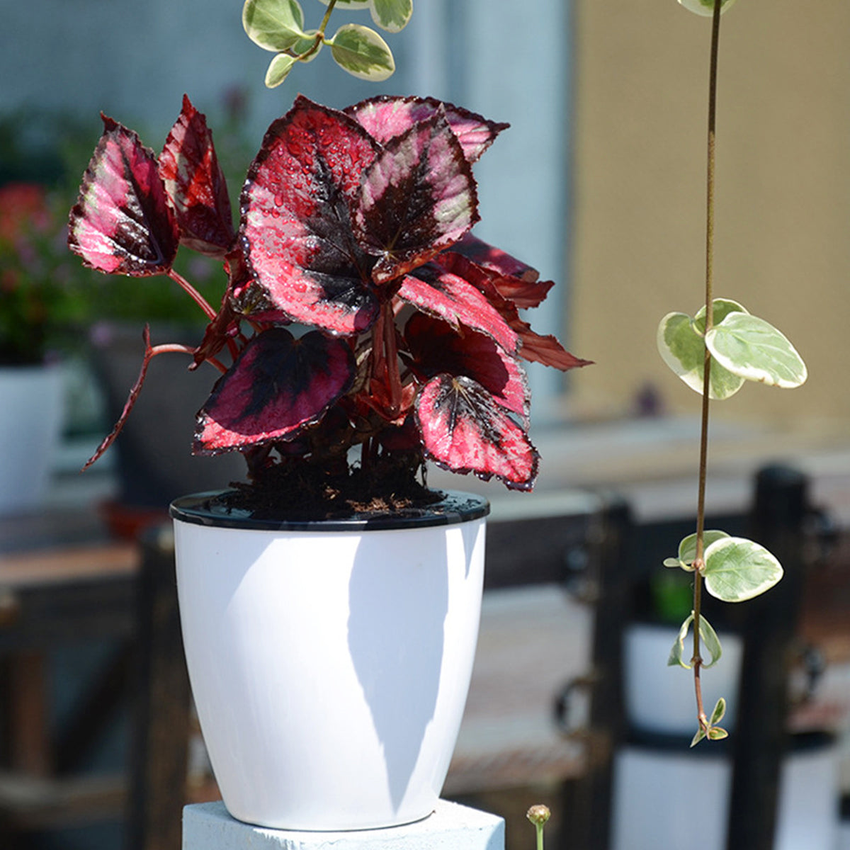 6-Piece Self-Watering Plant Pots with Cotton Wick – 4.7" Decorative Garden Planters