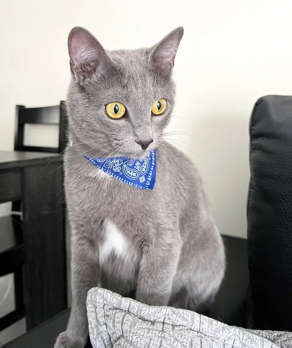 Cute Printed Pet Bandana Collar – Adjustable Triangle Scarf for Kittens & Small Dogs