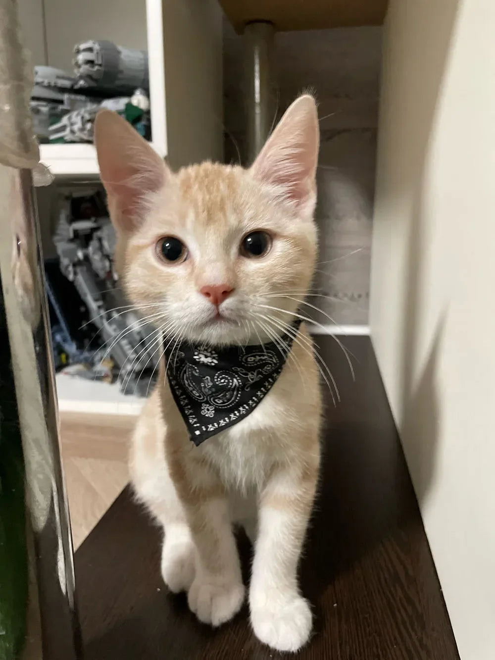 Cute Printed Pet Bandana Collar – Adjustable Triangle Scarf for Kittens & Small Dogs
