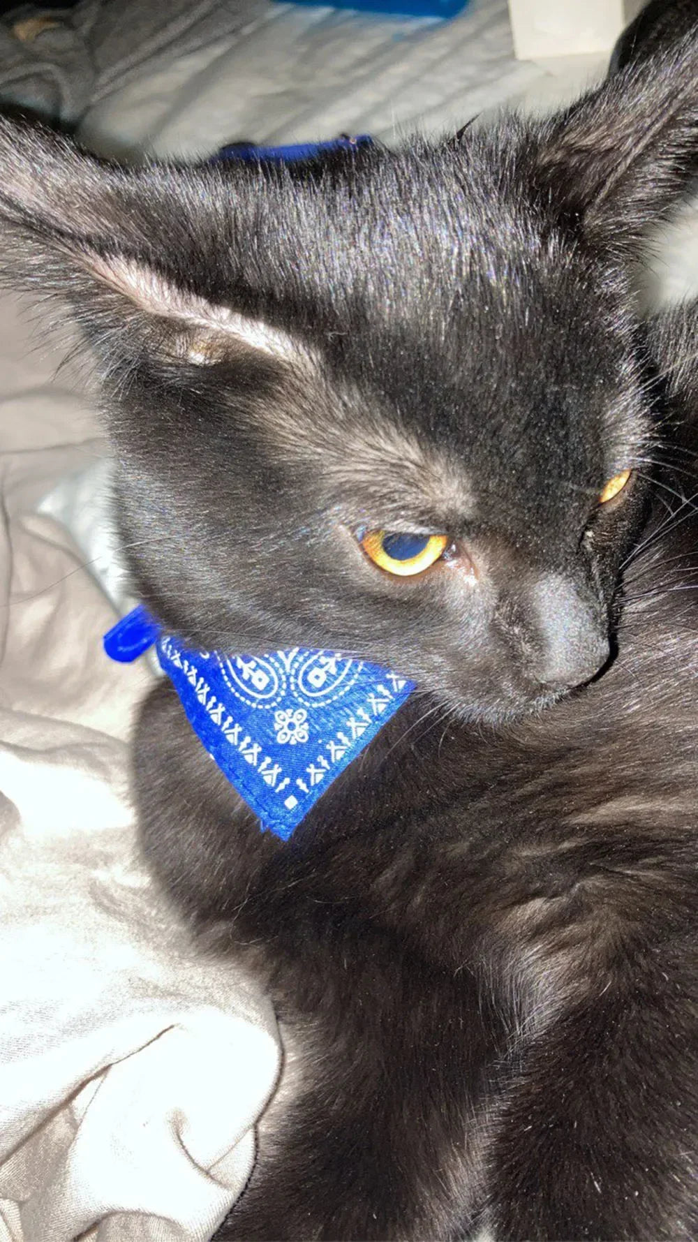 Cute Printed Pet Bandana Collar – Adjustable Triangle Scarf for Kittens & Small Dogs