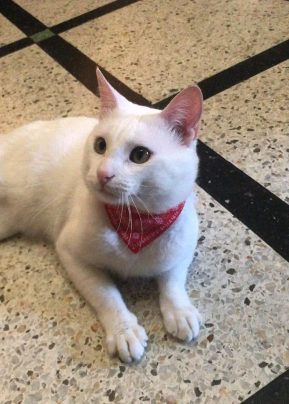 Cute Printed Pet Bandana Collar – Adjustable Triangle Scarf for Kittens & Small Dogs