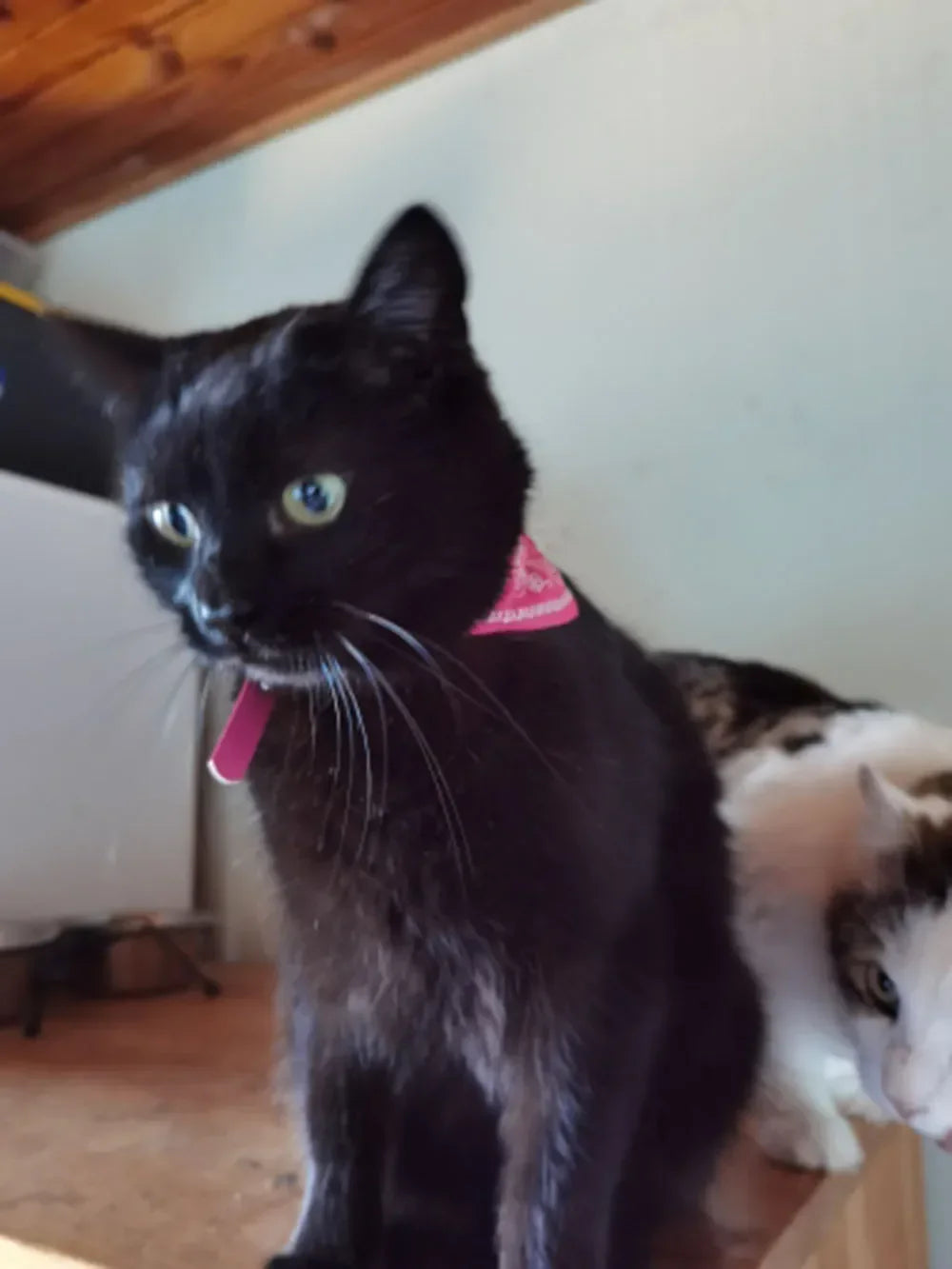 Cute Printed Pet Bandana Collar – Adjustable Triangle Scarf for Kittens & Small Dogs