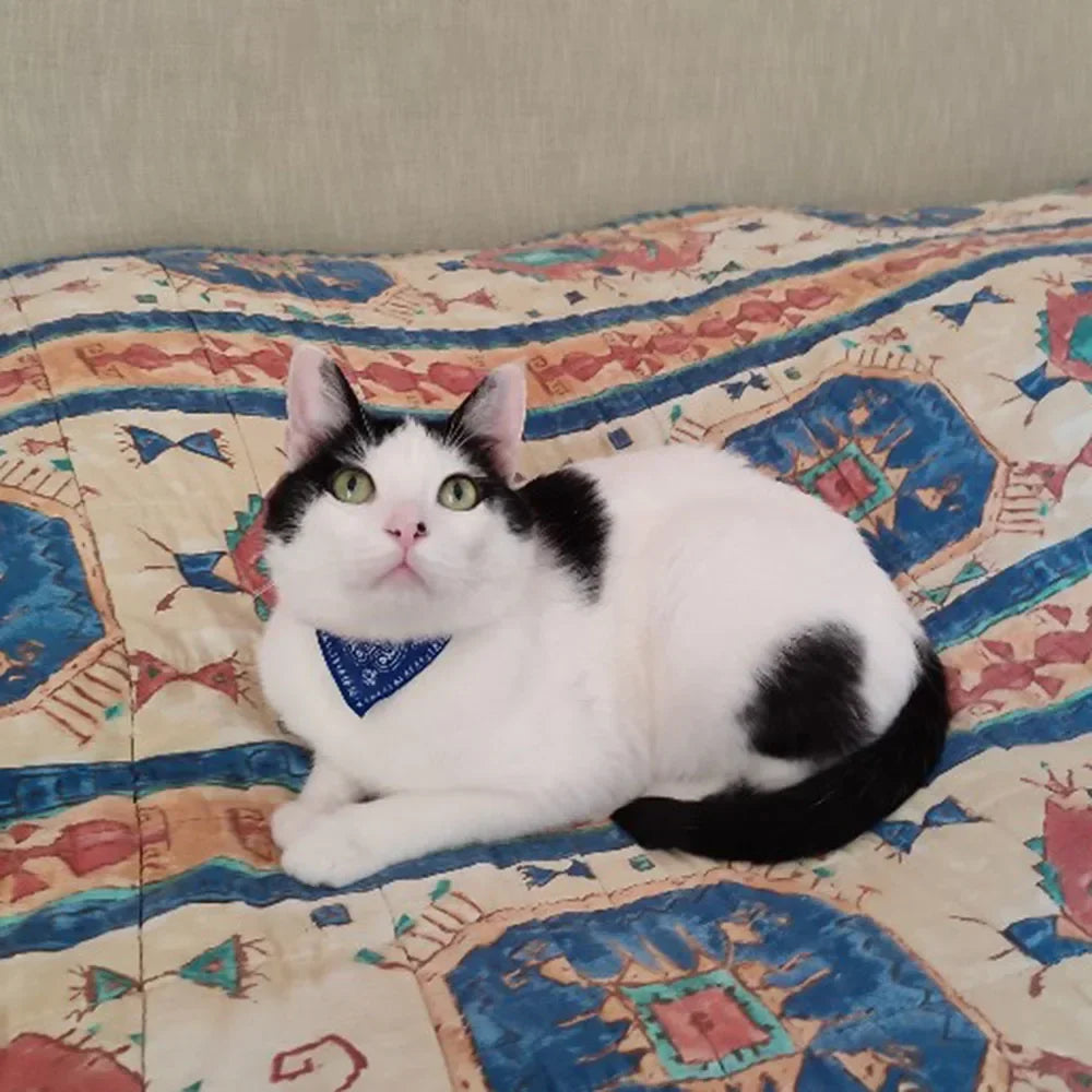 Cute Printed Pet Bandana Collar – Adjustable Triangle Scarf for Kittens & Small Dogs