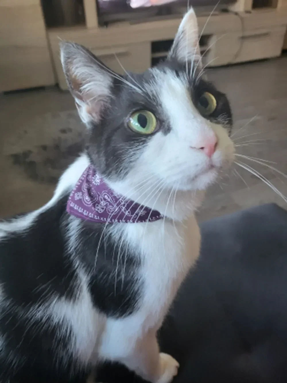 Cute Printed Pet Bandana Collar – Adjustable Triangle Scarf for Kittens & Small Dogs