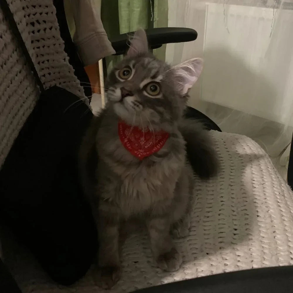 Cute Printed Pet Bandana Collar – Adjustable Triangle Scarf for Kittens & Small Dogs