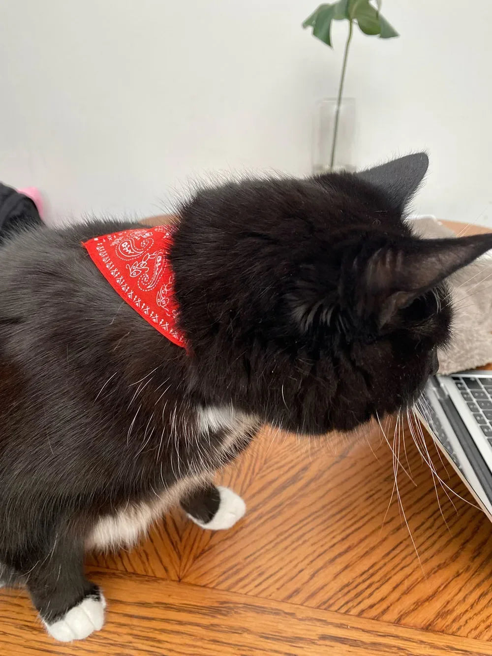 Cute Printed Pet Bandana Collar – Adjustable Triangle Scarf for Kittens & Small Dogs