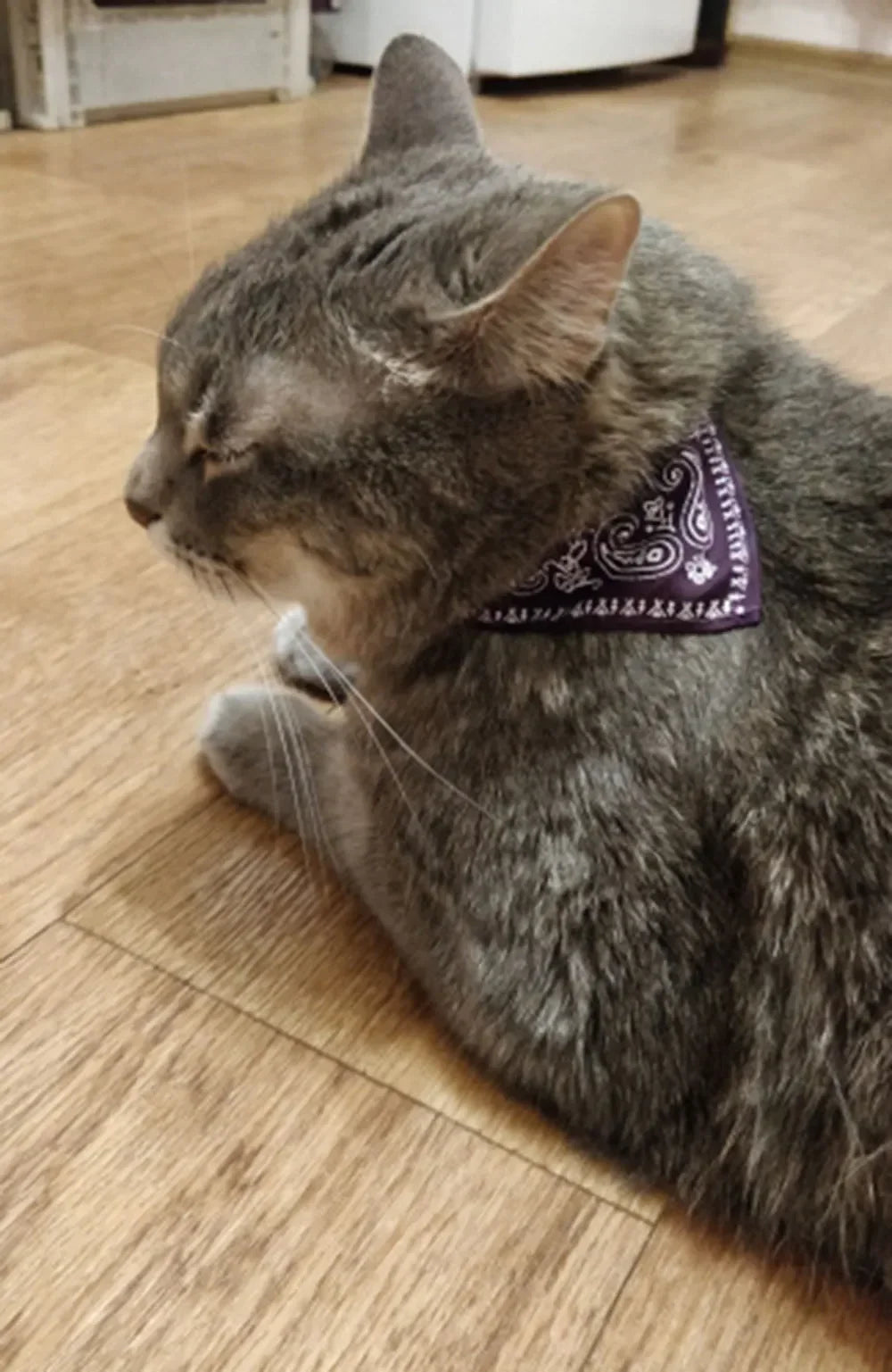 Cute Printed Pet Bandana Collar – Adjustable Triangle Scarf for Kittens & Small Dogs