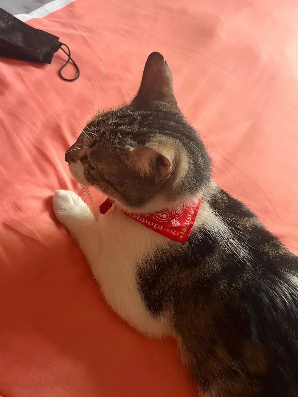 Cute Printed Pet Bandana Collar – Adjustable Triangle Scarf for Kittens & Small Dogs