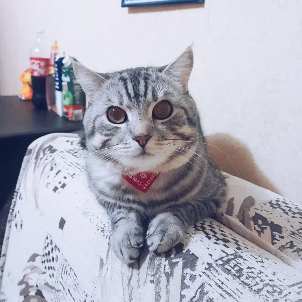 Cute Printed Pet Bandana Collar – Adjustable Triangle Scarf for Kittens & Small Dogs