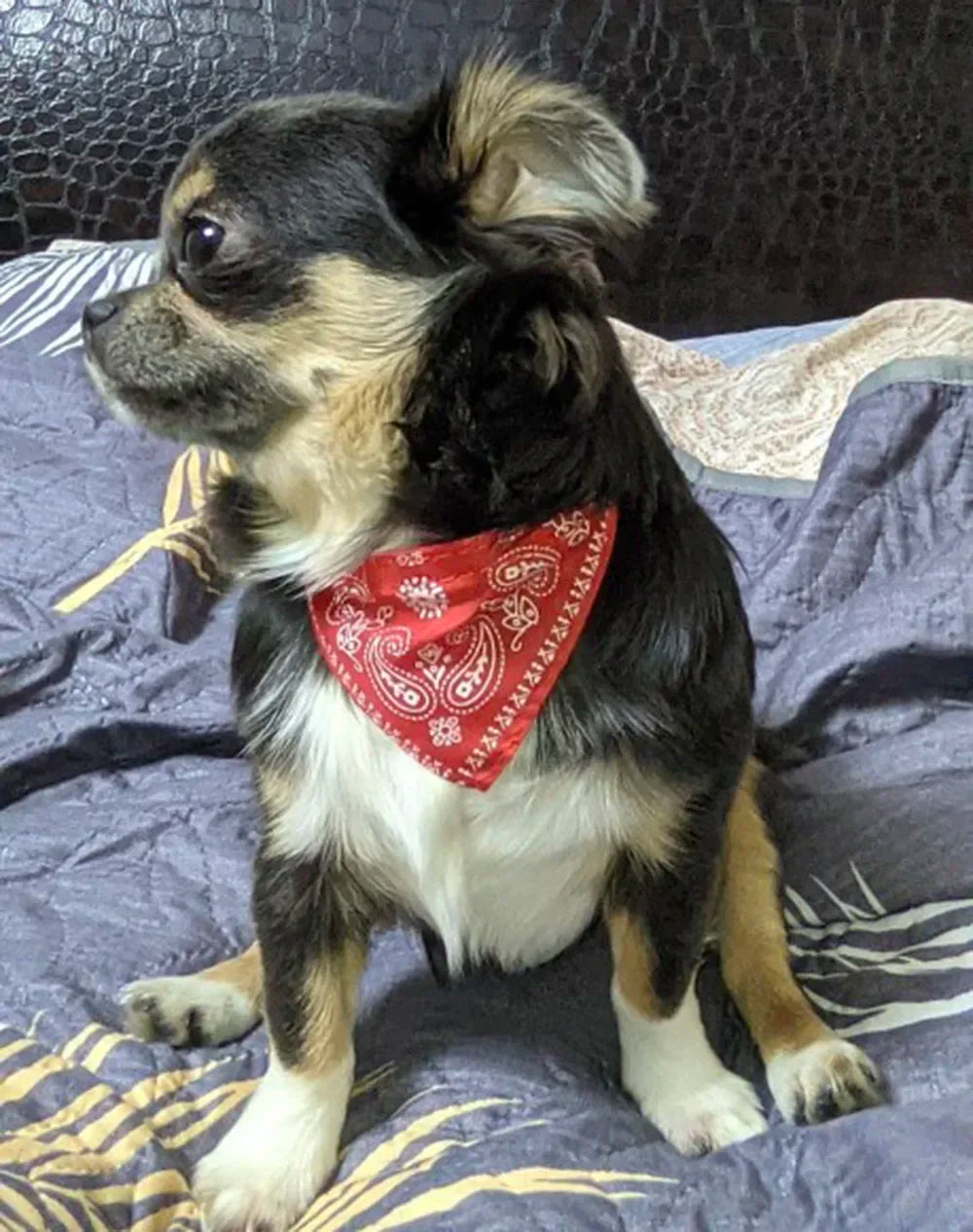 Cute Printed Pet Bandana Collar – Adjustable Triangle Scarf for Kittens & Small Dogs