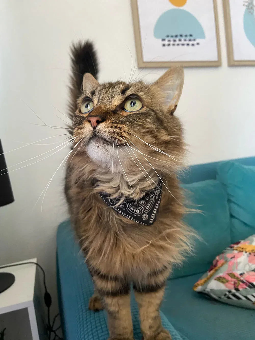 Cute Printed Pet Bandana Collar – Adjustable Triangle Scarf for Kittens & Small Dogs